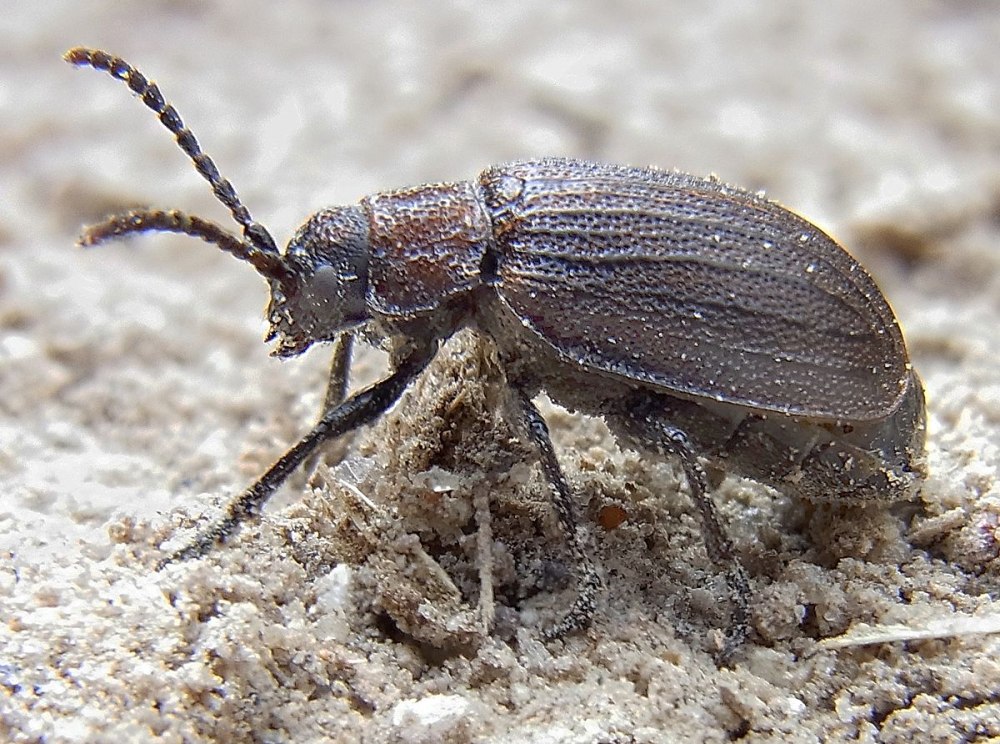 Galeruca pomonae
