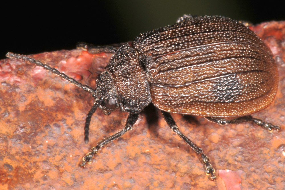 Galeruca laticollis