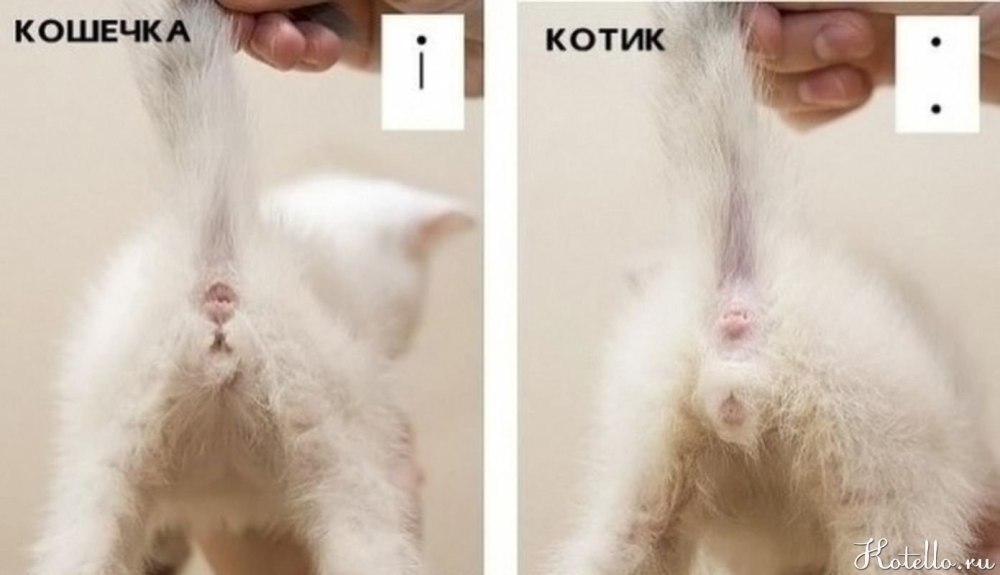 Котенок мальчик как определить