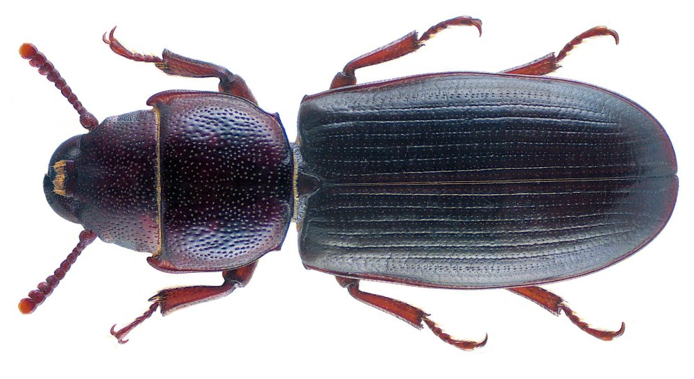 Tenebroides mauritanicus
