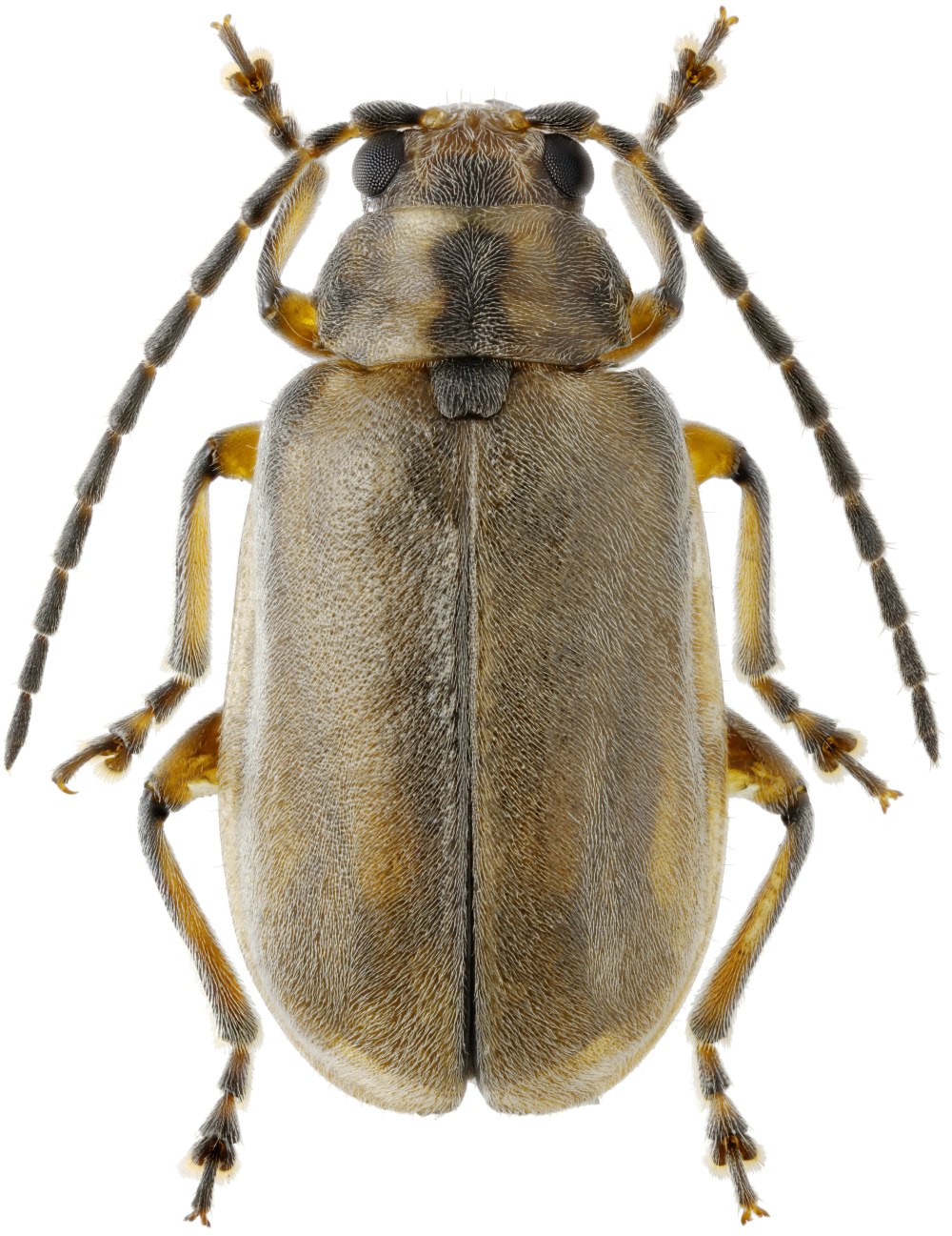 Ceraclea annulicornis