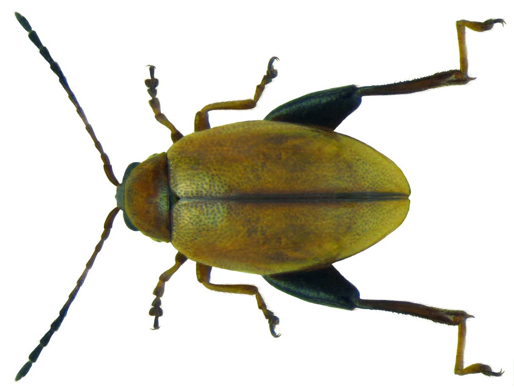 Longitarsus ballotae