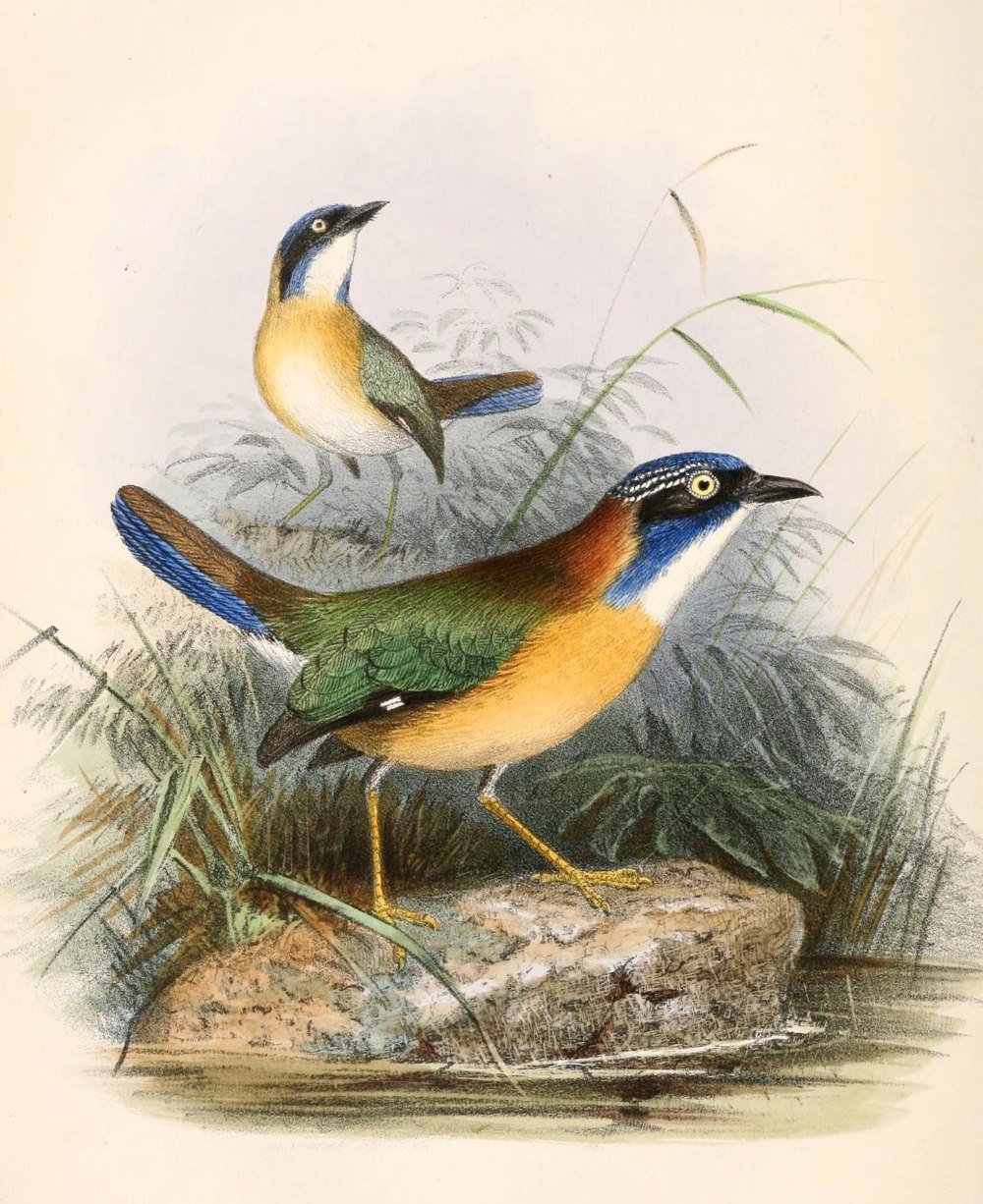 Atelornis pittoides
