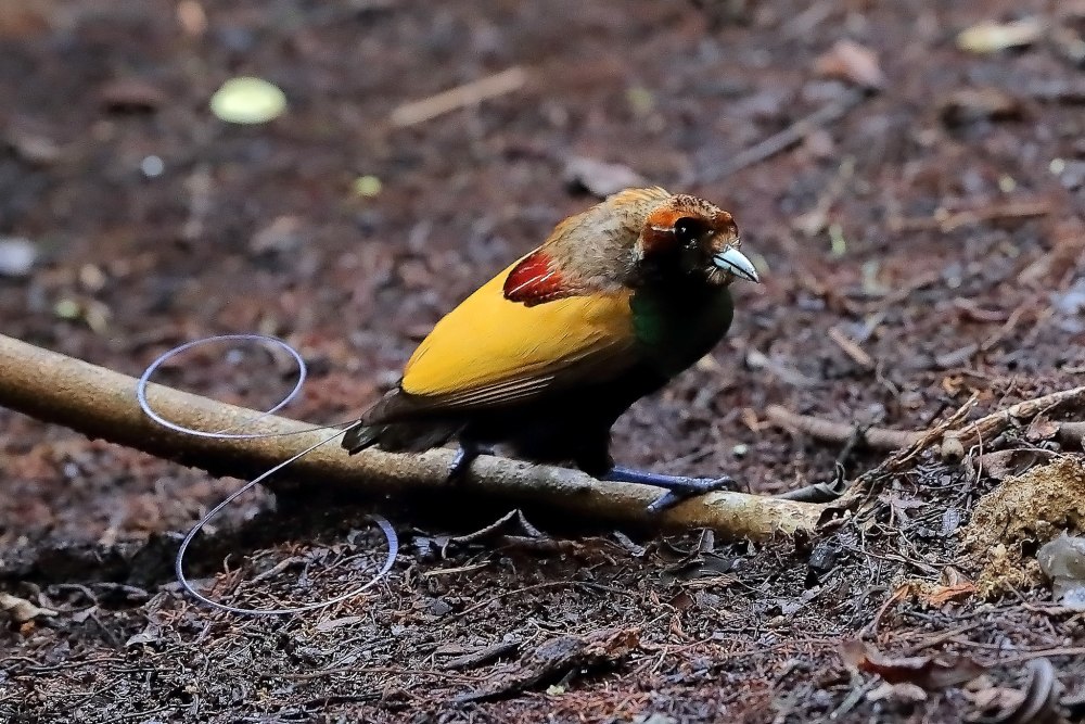 Diphyllodes magnificus