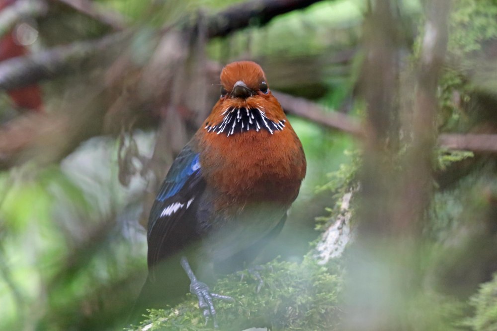 Atelornis crossleyi