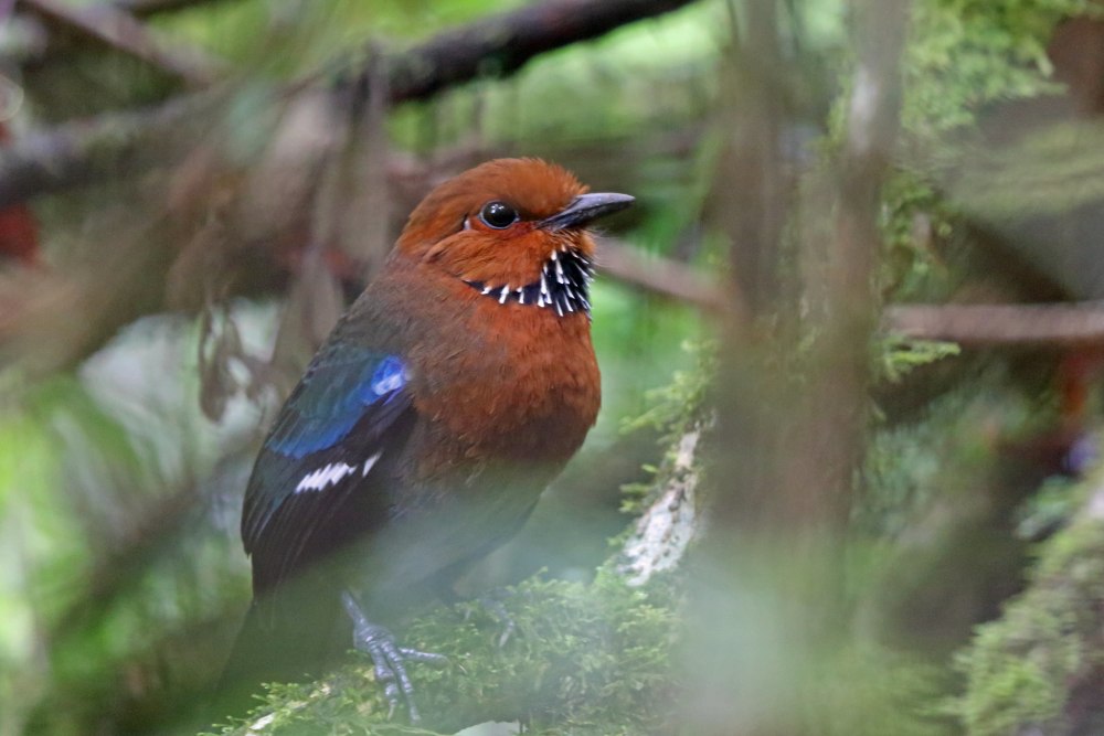 Atelornis crossleyi