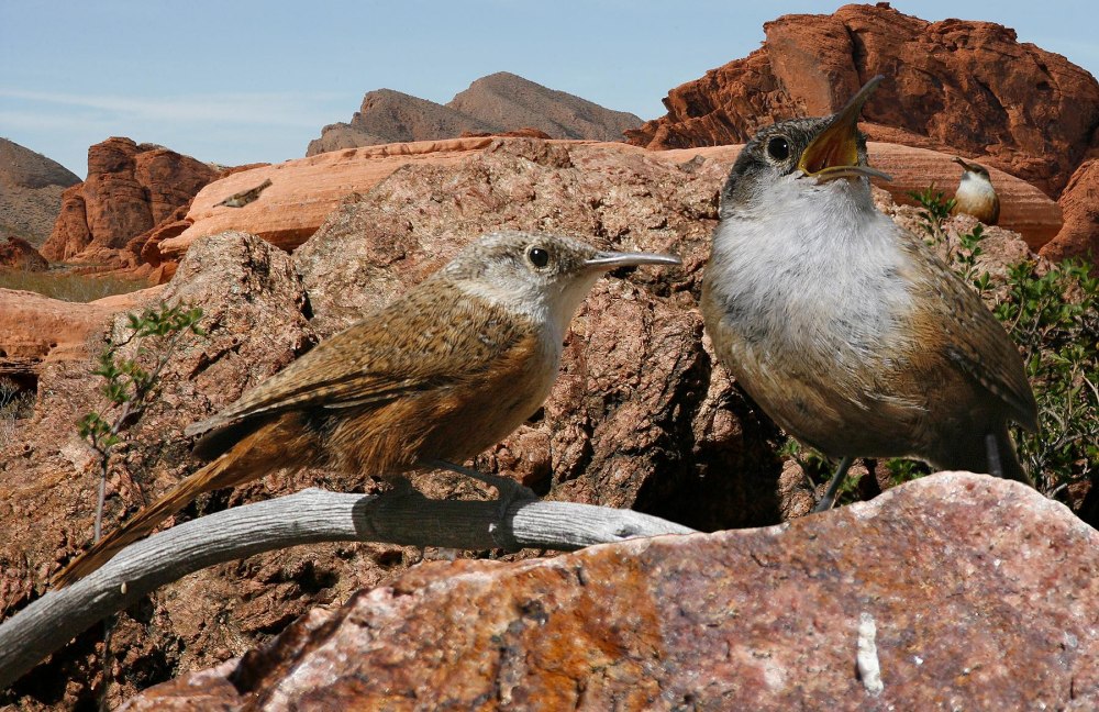 Atelornis crossleyi