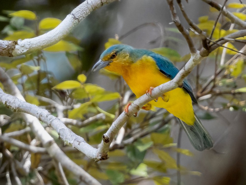 Cyanicterus cyanicterus)