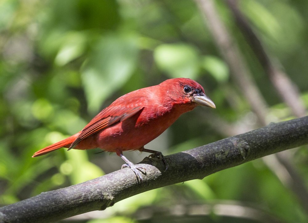 Piranga rubra