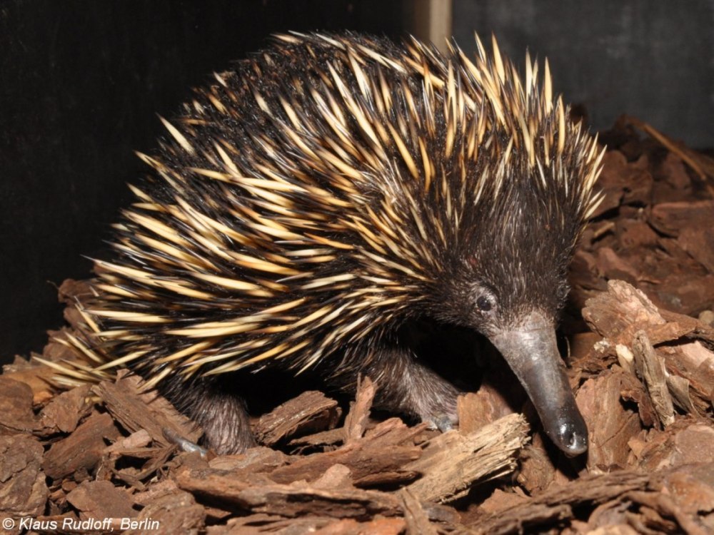 Tachyglossus aculeatus