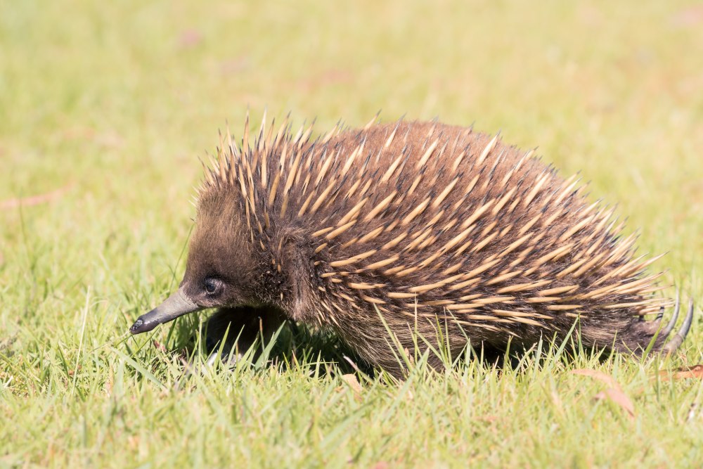 Zaglossus attenboroughi