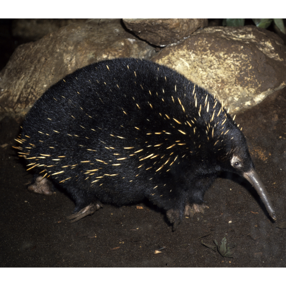 Проехидна Аттенборо Zaglossus attenboroughi