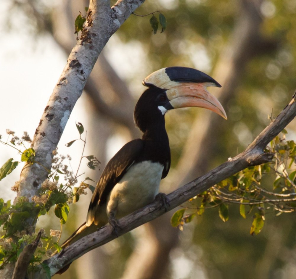 Anthracoceros coronatus