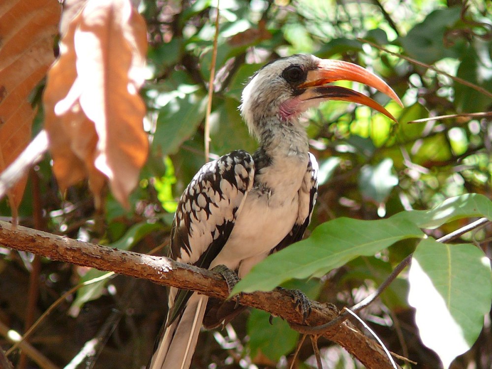 Tockus erythrorhynchus