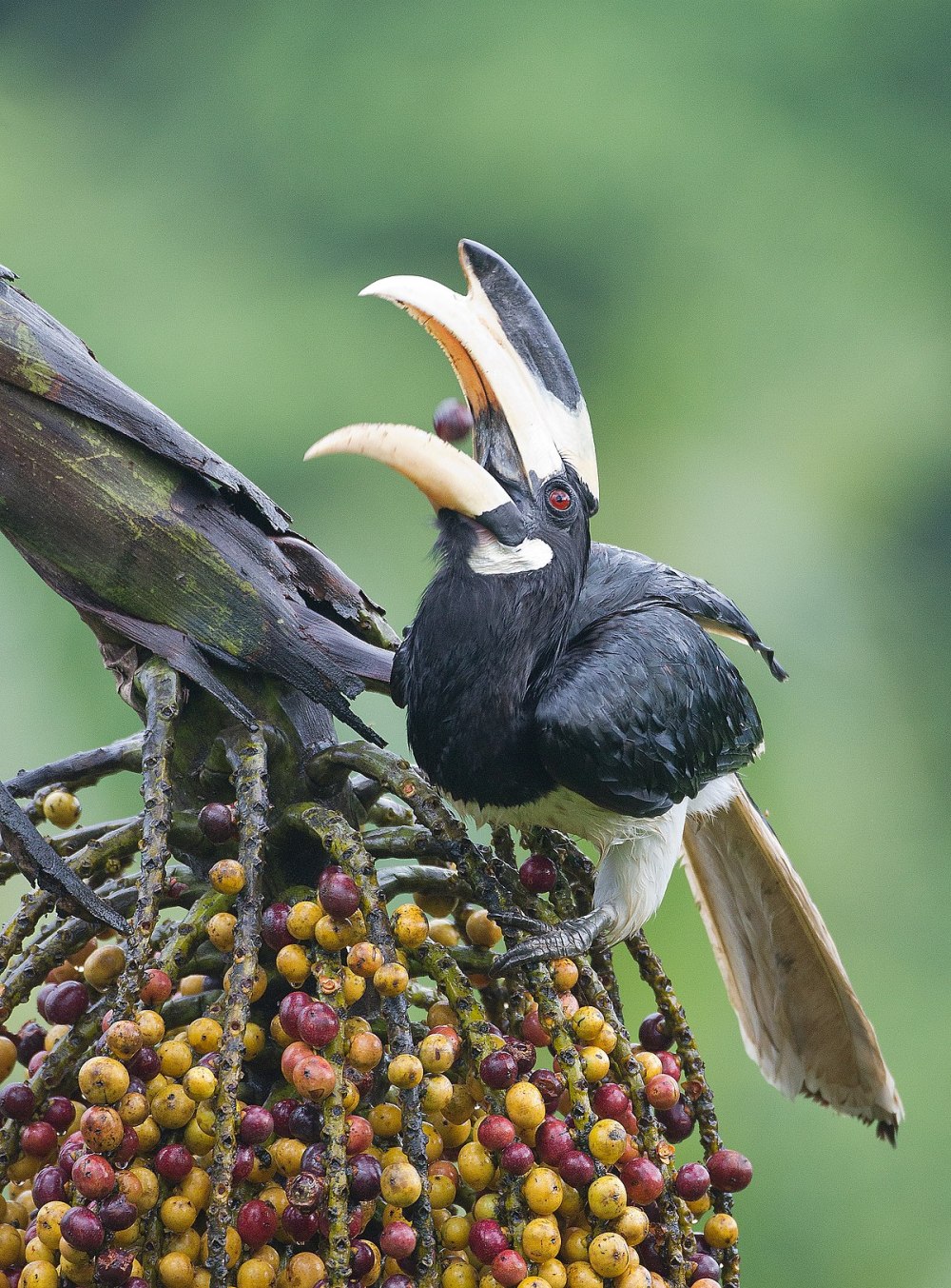 Anthracoceros coronatus