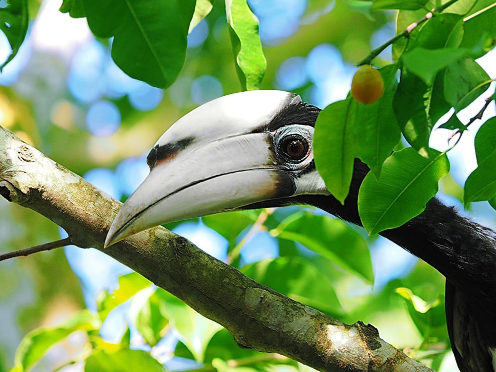 Anthracoceros albirostris