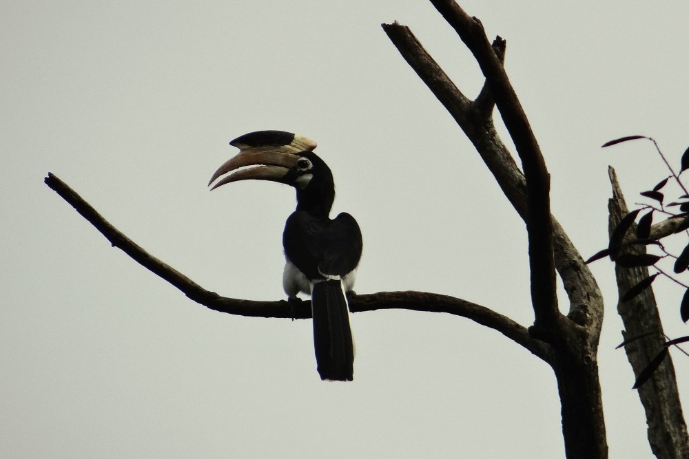 Anthracoceros coronatus