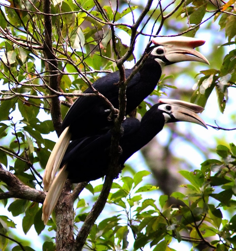 Anthracoceros Marchei