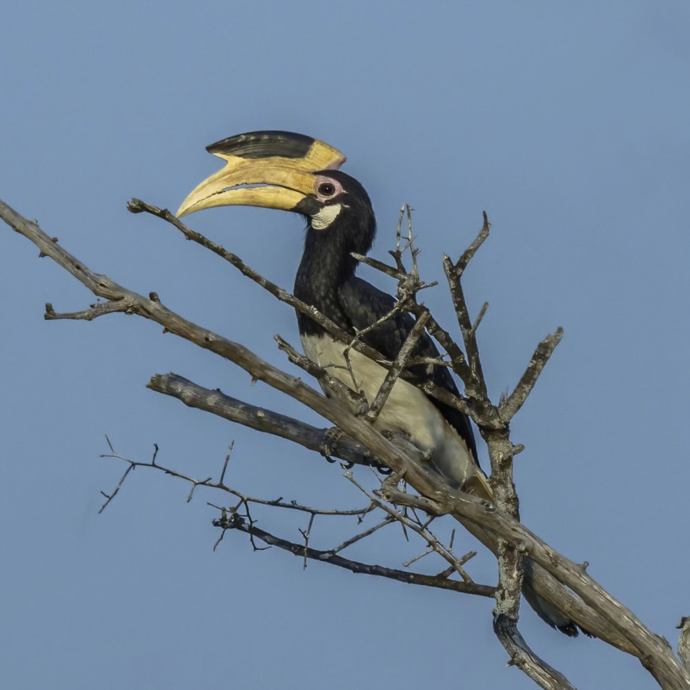 Obamus coronatus