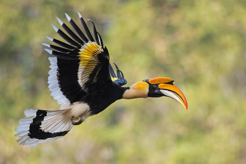 Двурогий калао / great Hornbill (Buceros bicornis)