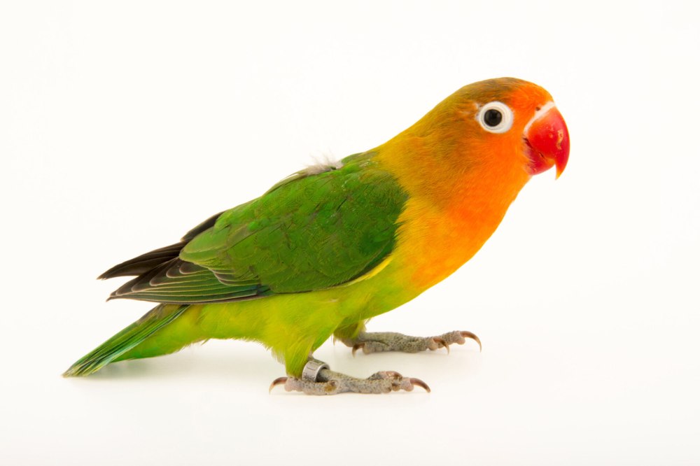 Неразлучники Лилианы (Agapornis lilianae)