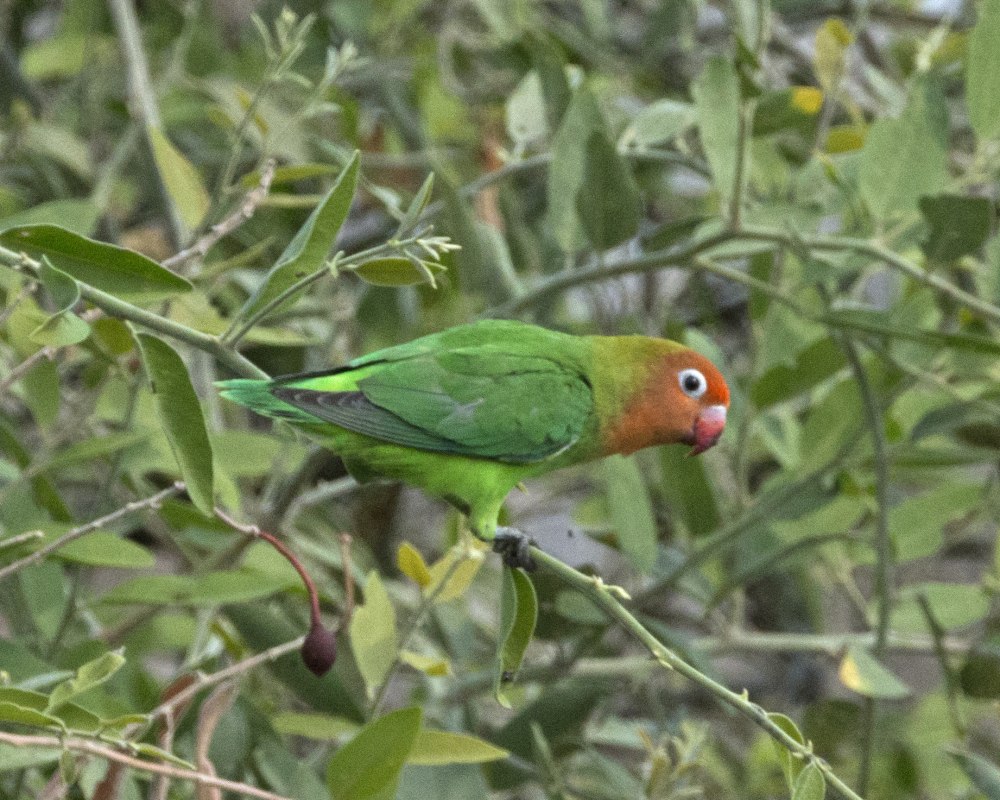Неразлучники Лилианы (Agapornis lilianae)