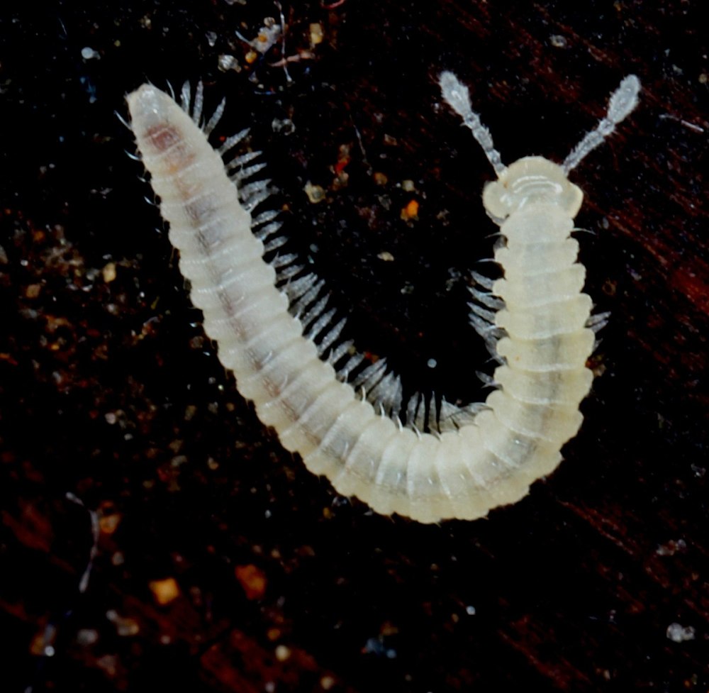 Симфилы (Symphyla)