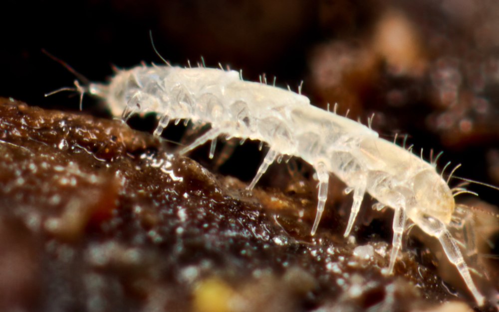 Pauropus silvaticus