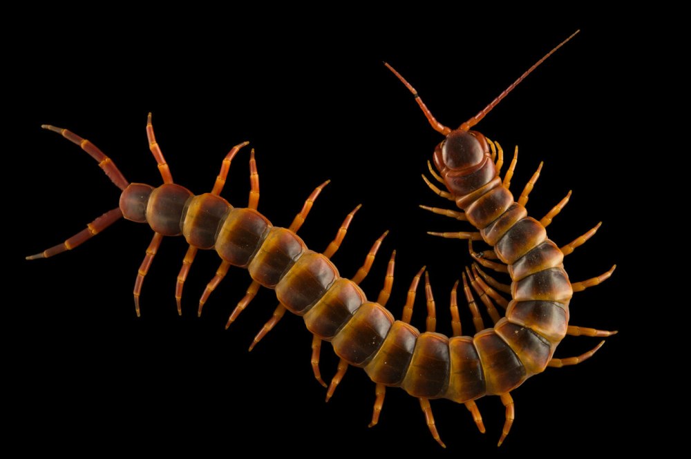 Обыкновенная мухоловка (Scutigera coleoptrata)
