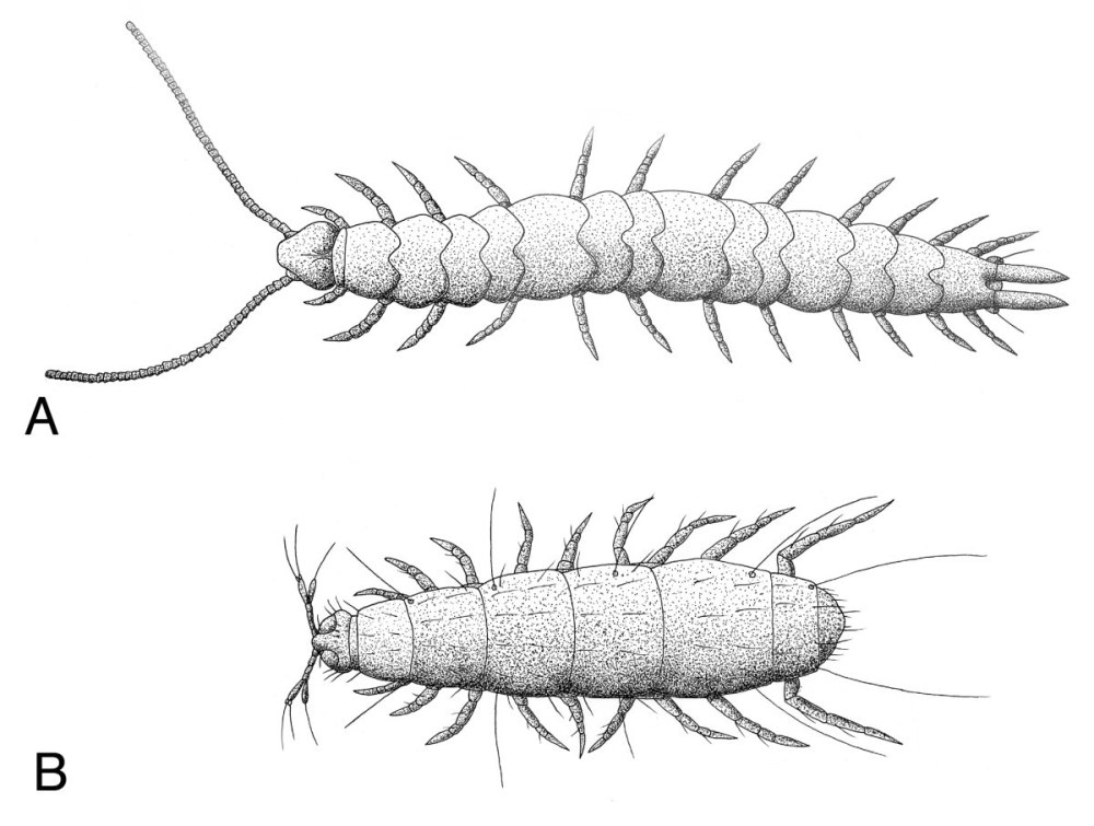 Pauropus silvaticus