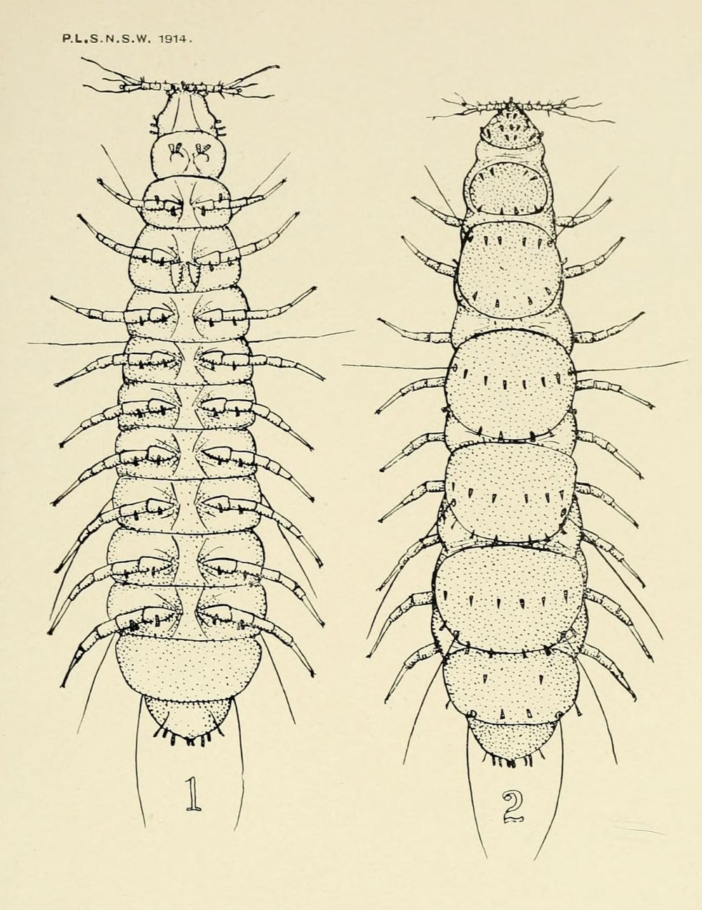 Pauropus silvaticus