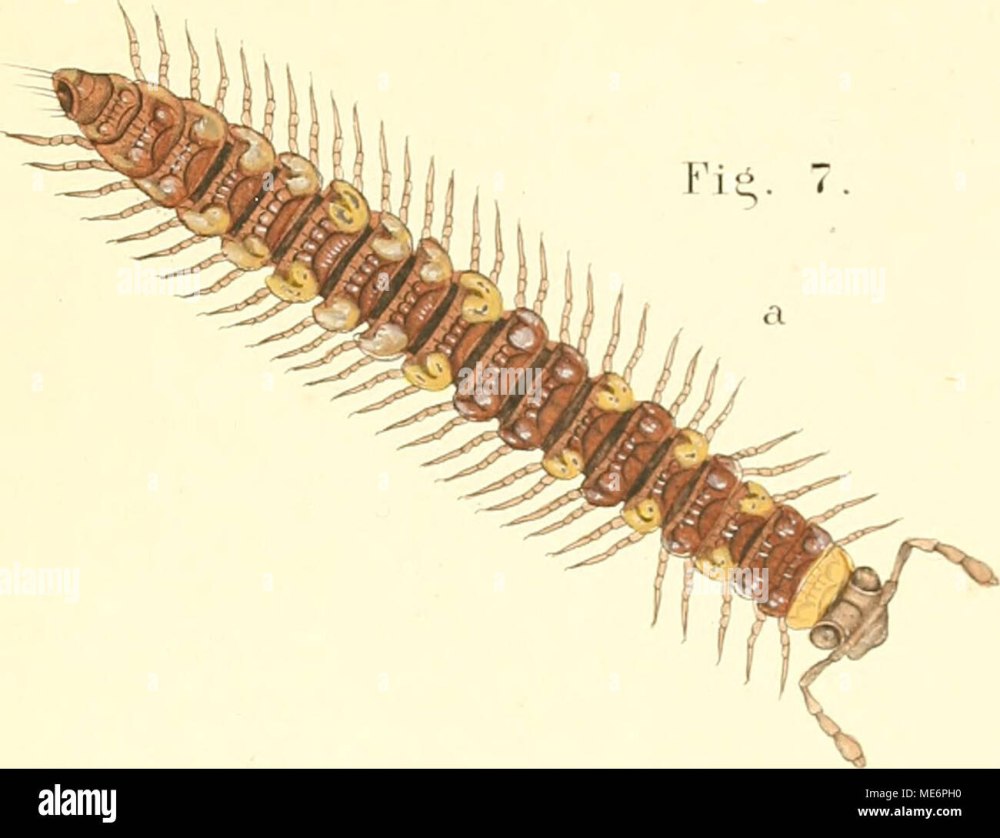 Polydesmus SP рисунок