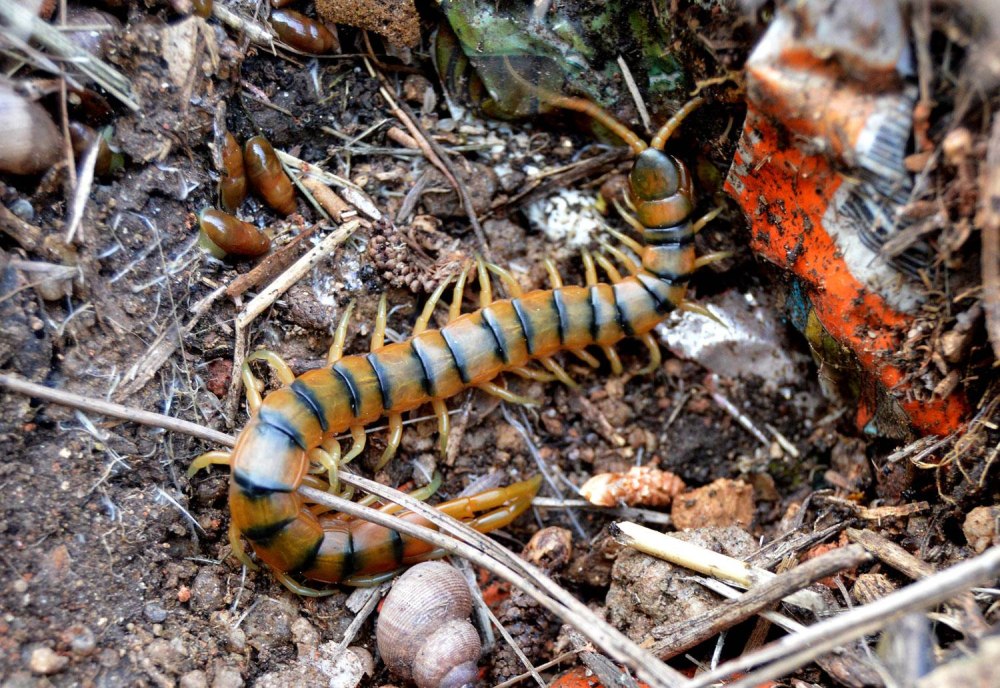 Сколопендра cingulata