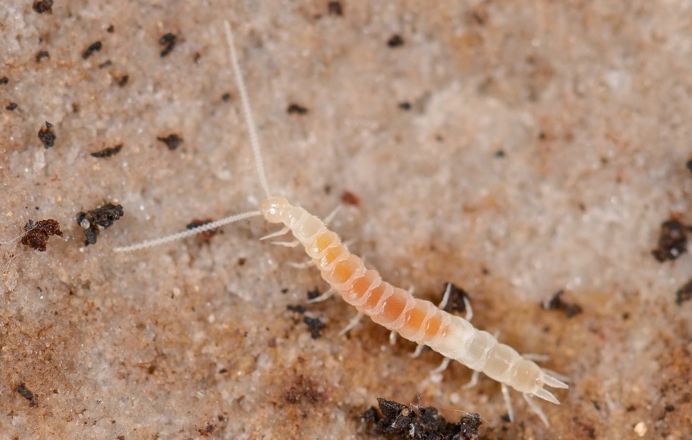Симфилы (Symphyla)