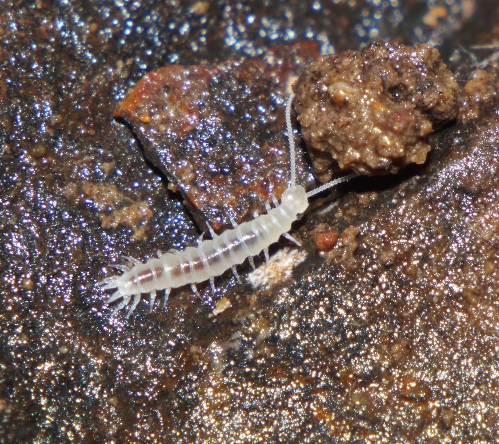 Симфилы (Symphyla)