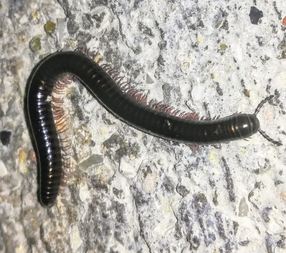 Pachyiulus flavipes содержание