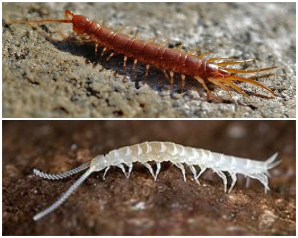 Симфилы (Symphyla)