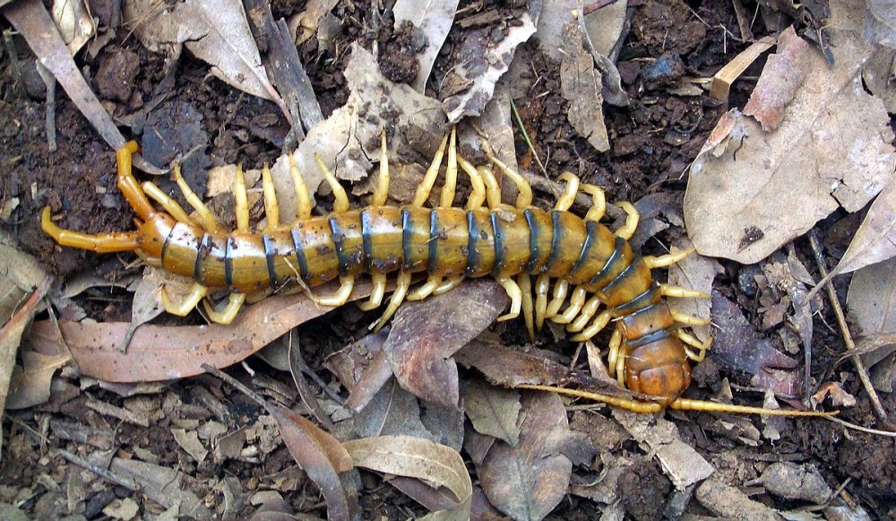 Ethmostigmus rubripes