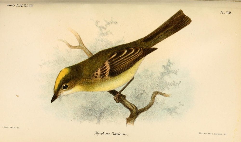Black-tailed Myiobius