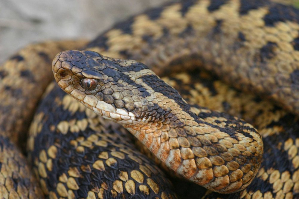 Обыкновенная гадюка (Vipera berus)