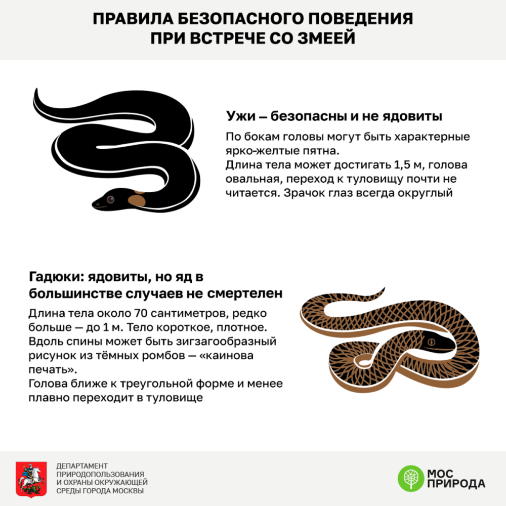 Правила поведения со змеей