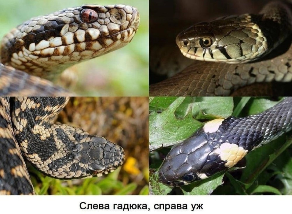 Змеи ужи и гадюки