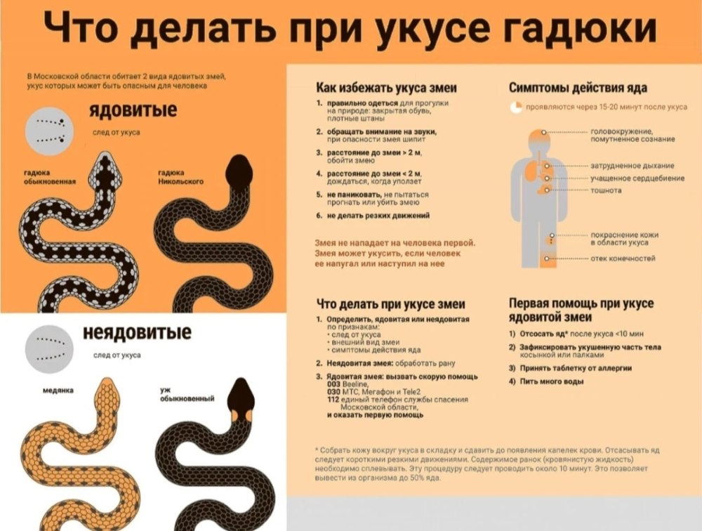 Первая помощь при укусе гадюки