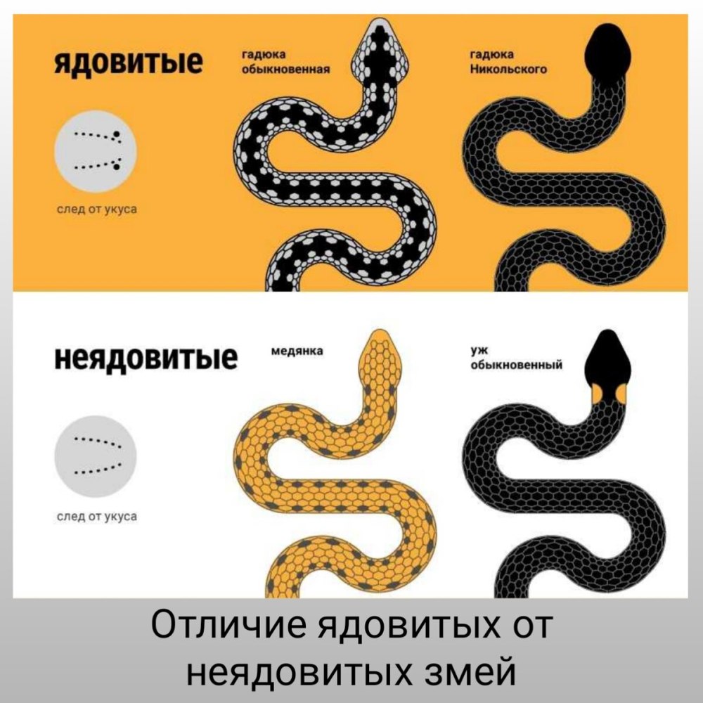 Отличие ядовитых змей от неядовитых