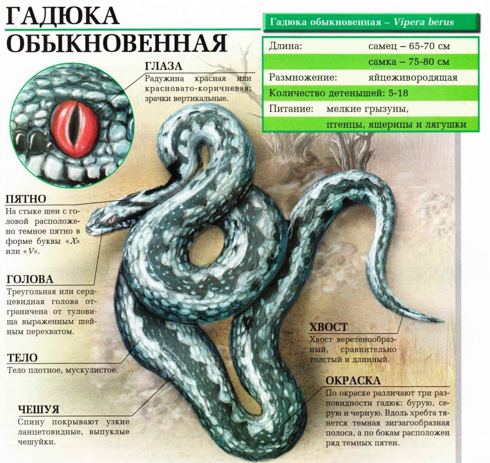 Ядовитые змеи с описанием