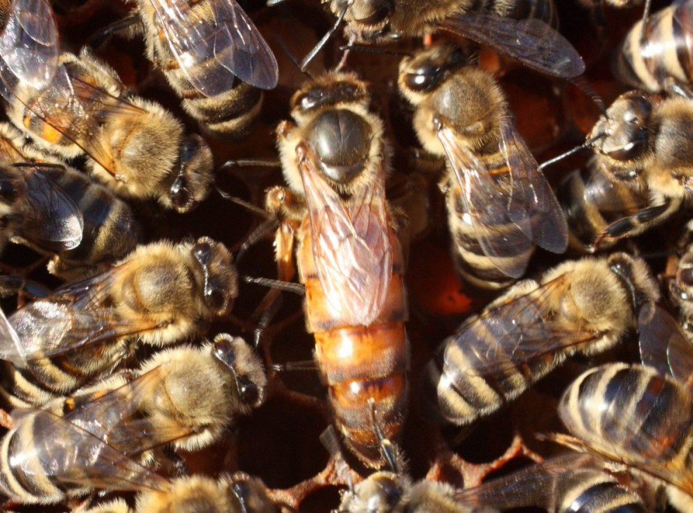 Пчелы ctenoplectra davidi