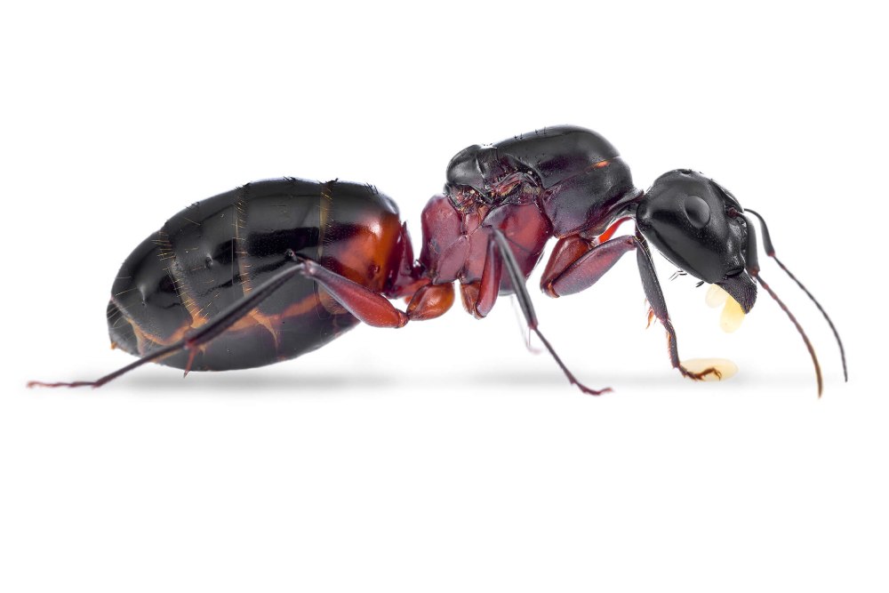 Camponotus ligniperda муравей