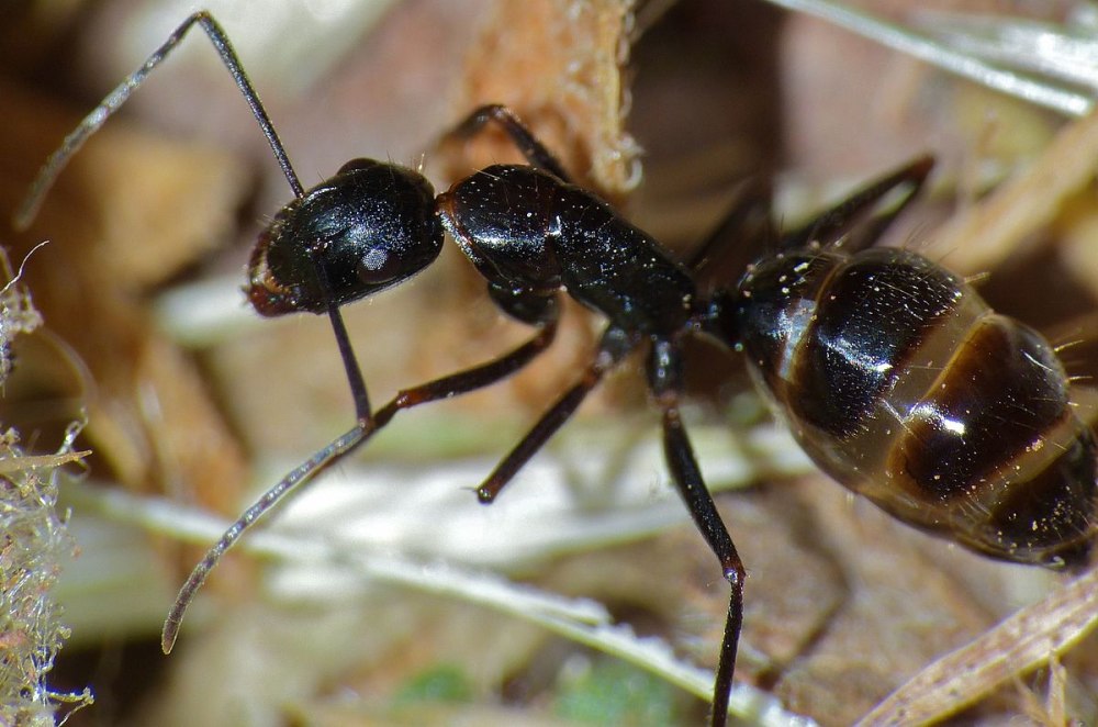 Camponotus aethiops матка