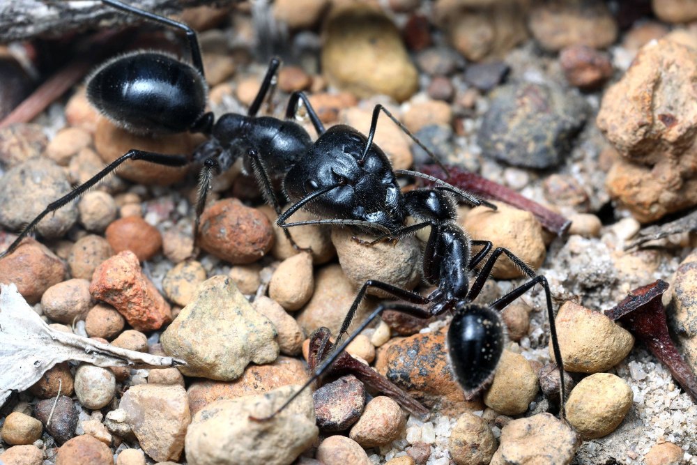 Муравьи Camponotus saxatilis