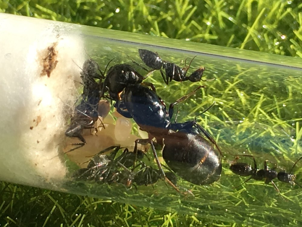 Lasius japonicus муравьи